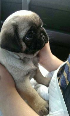 cute_baby_pug