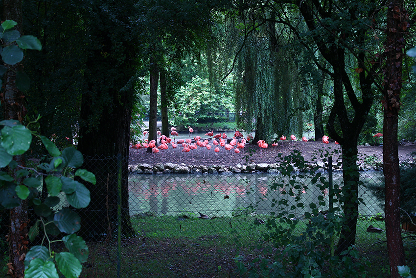 Les Flamands roses - Zoo de Beauval - RainbowUnicornKitty.com