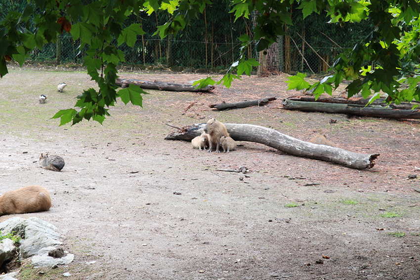 Les capybaras - Zoo de Beauval - RainbowUnicornKitty.com