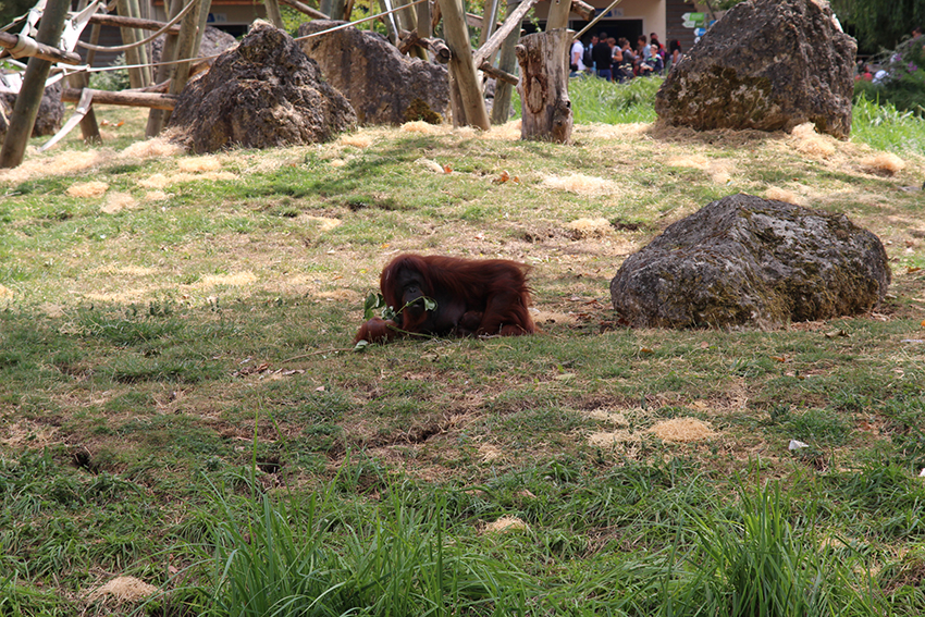 Zoo de Beauval - RainbowUnicornKitty.com